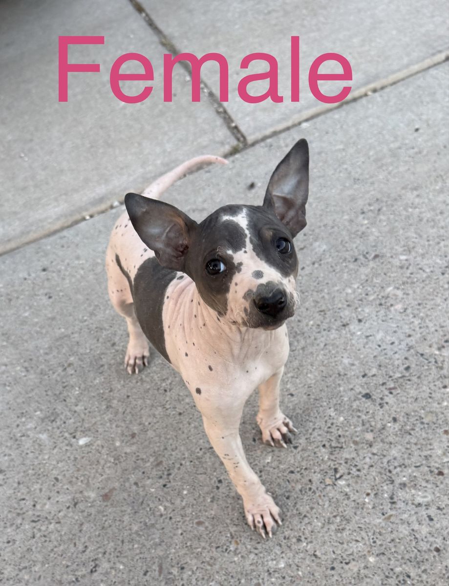 Anerican hairless Terriers