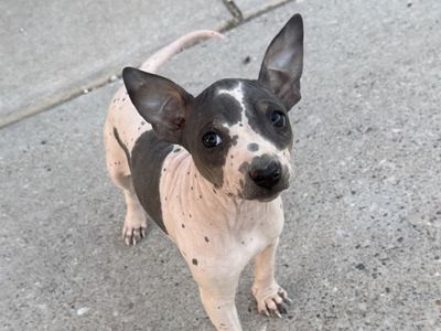 Anerican hairless Terriers