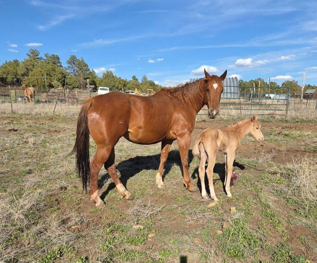 6 Year Old Skipper W AQHA Broodmare