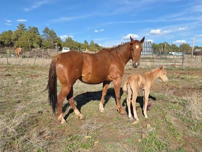 6 Year Old Skipper W AQHA Broodmare