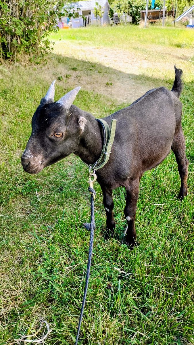 Lamancha Buckling