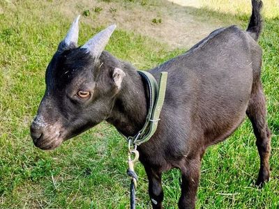 Lamancha Buckling