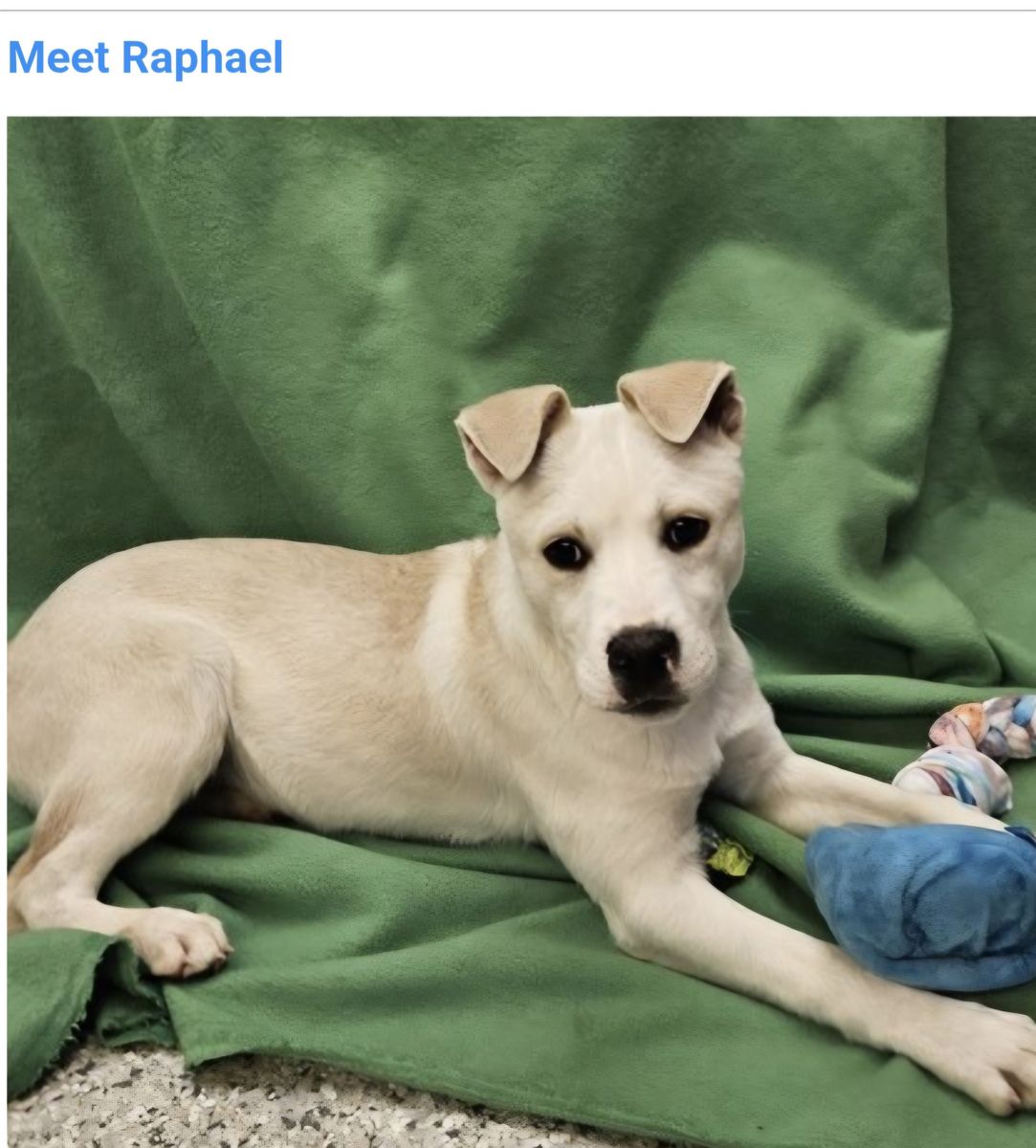 Raphael, yellow Labrador mix puppy looking for a home