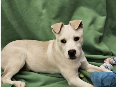 Raphael, yellow Labrador mix puppy looking for a home