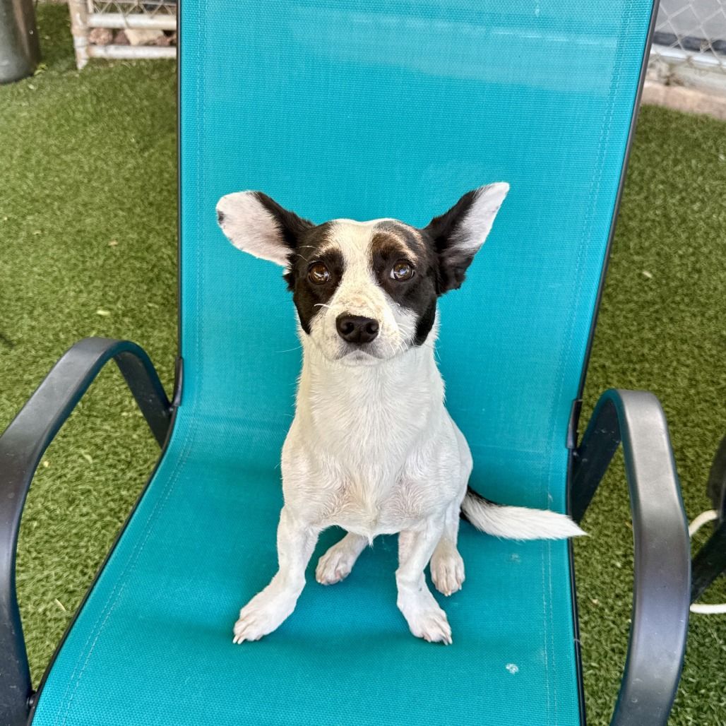 Hello my name is Chico