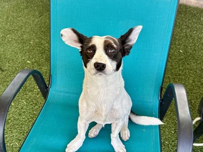 Hello my name is Chico