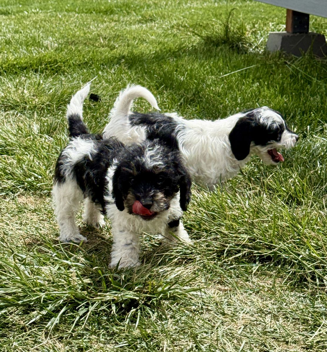 Adorable Long Haired Mini Dachshund Poodle Doxiepoo Puppies Tri Color 3 Males - First Shots & Weaned!