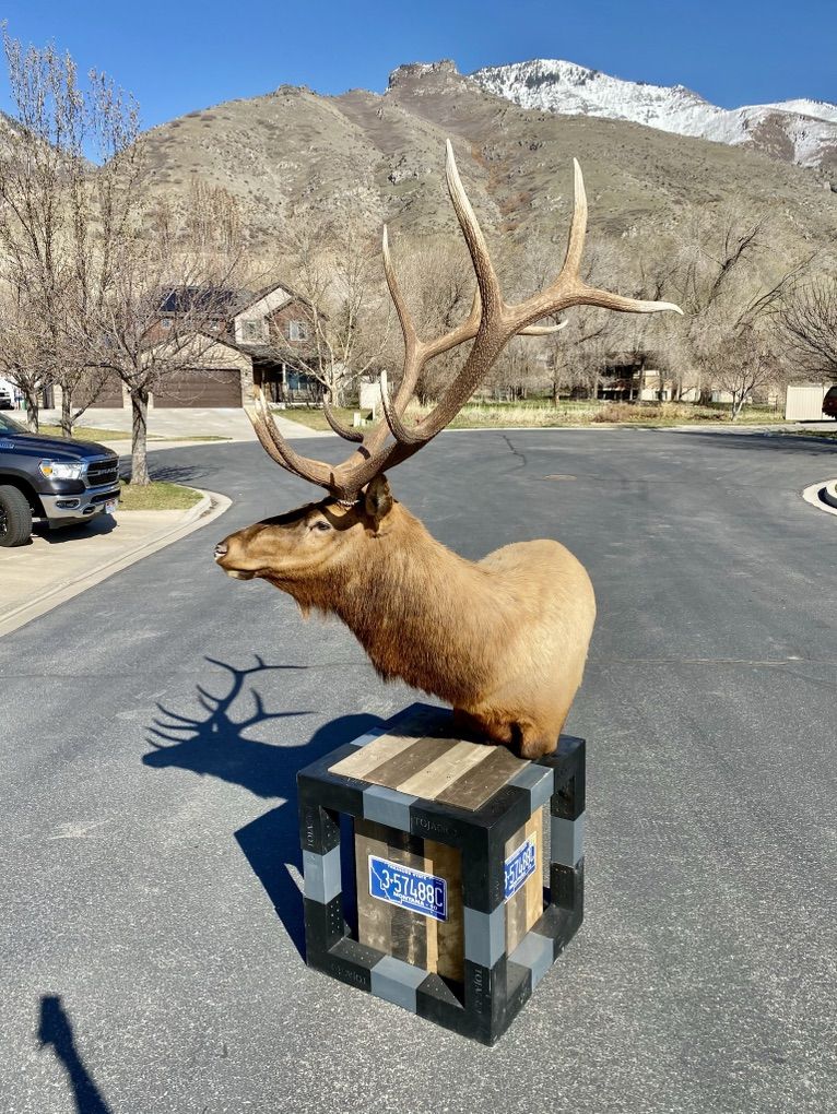 350 Bull Elk Pedistal Mount
