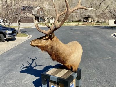 350 Bull Elk Pedistal Mount