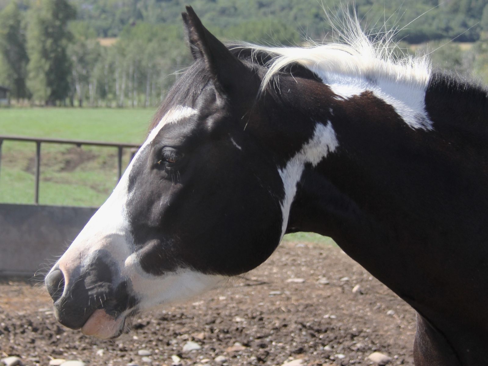 2022 Draft cross mare