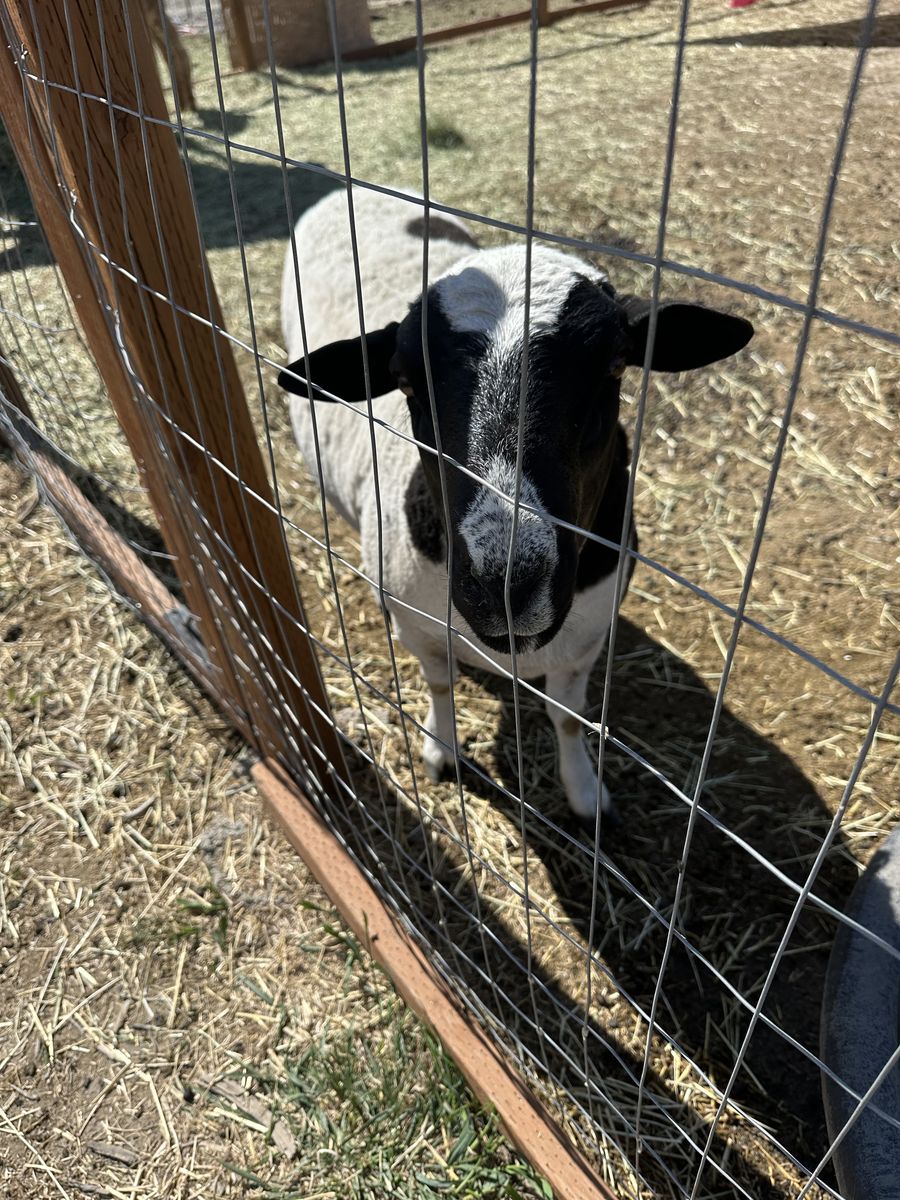 Dorper Ram