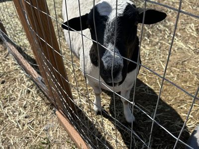 Dorper Ram
