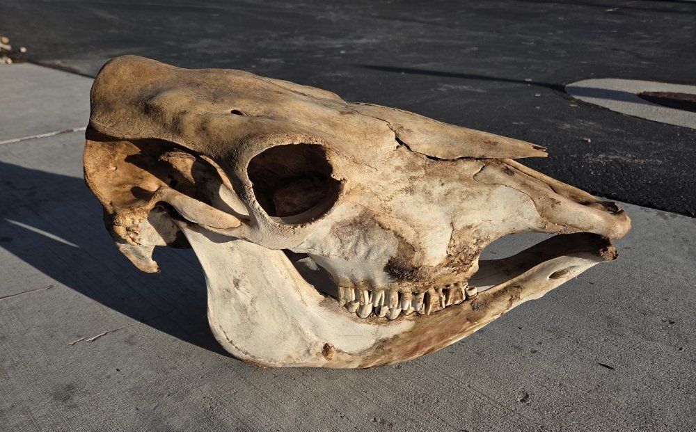 Full Cow Skull
