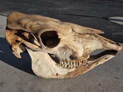 Full Cow Skull