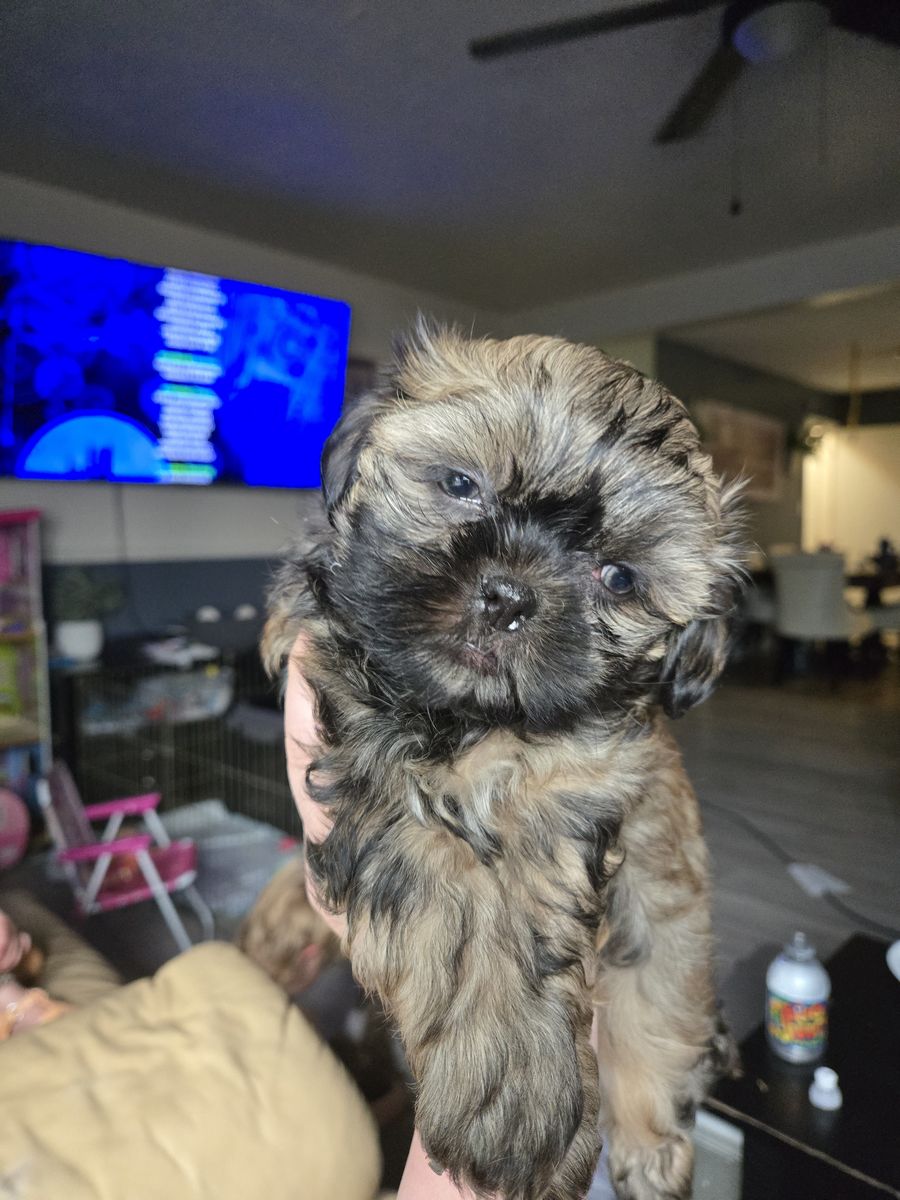 Green Eyed Imperial Shih Tzu Male Puppy