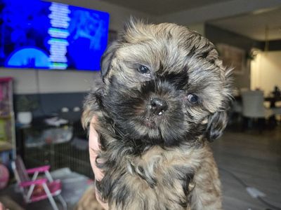 Green Eyed Imperial Shih Tzu Male Puppy