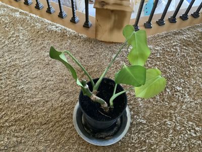 BEAUTIFUL HEALTHY MONSTERA PLANT. CASH/VENMO ONLY