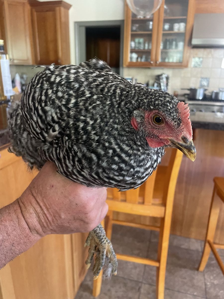 6 Barred Rock Hens - 5 Months Old, Healthy Laying Chickens for Sale