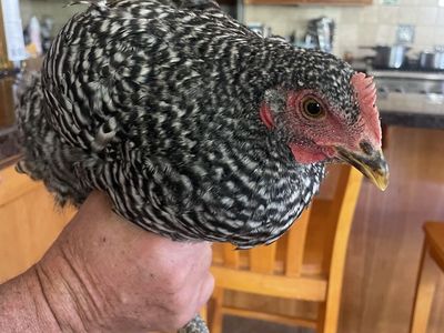 6 Barred Rock Hens - 5 Months Old, Healthy Laying Chickens for Sale