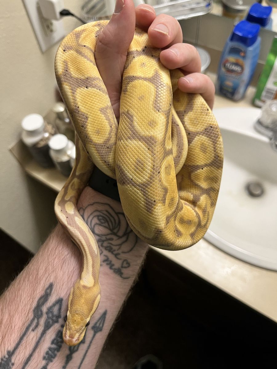 Female Ball Python and enclosure