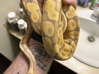 Female Ball Python and enclosure
