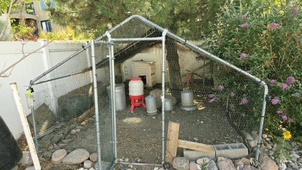 Large Chicken Coop, Nesting Boxes, and Feed (IFA Premium, Little Farmer Grubs)