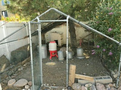 Large Chicken Coop, Nesting Boxes, and Feed (IFA Premium, Little Farmer Grubs)