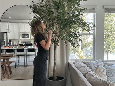 10 Foot Olive Tree