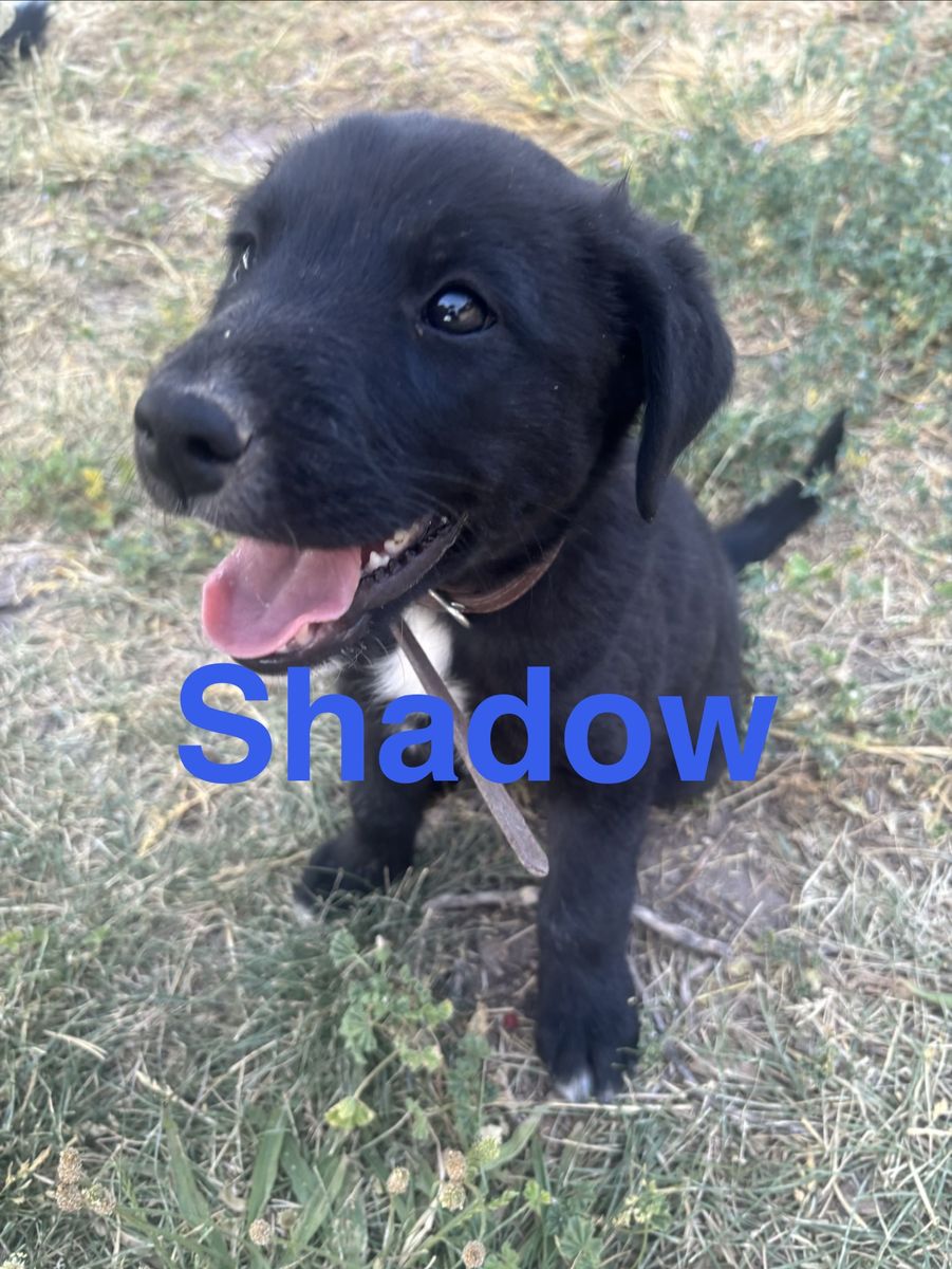Border collie and retriever mix