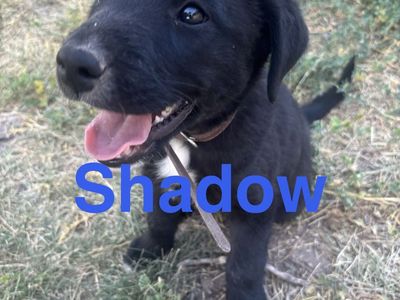 Border collie and retriever mix