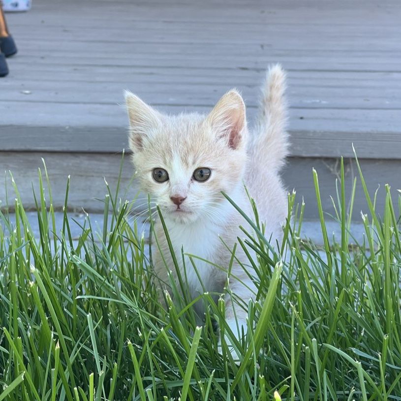 Male Kitten