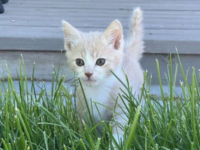 Male Kitten