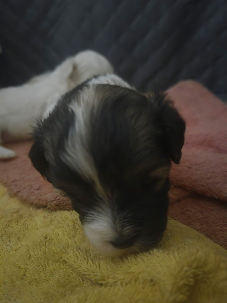Maltipoo puppies