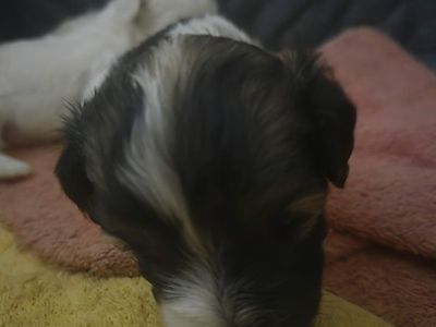 Maltipoo puppies