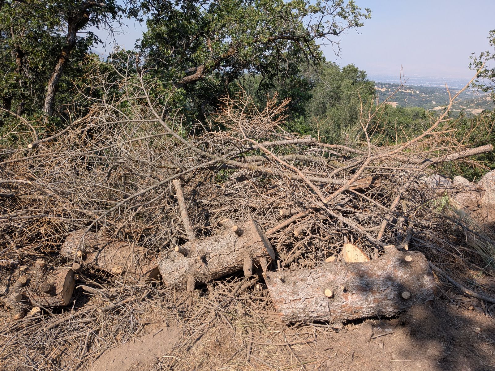 Free Firewood -- Pine, Dry