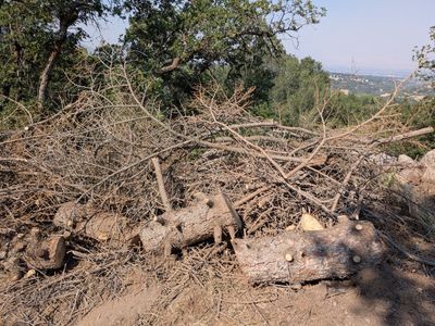 Free Firewood -- Pine, Dry