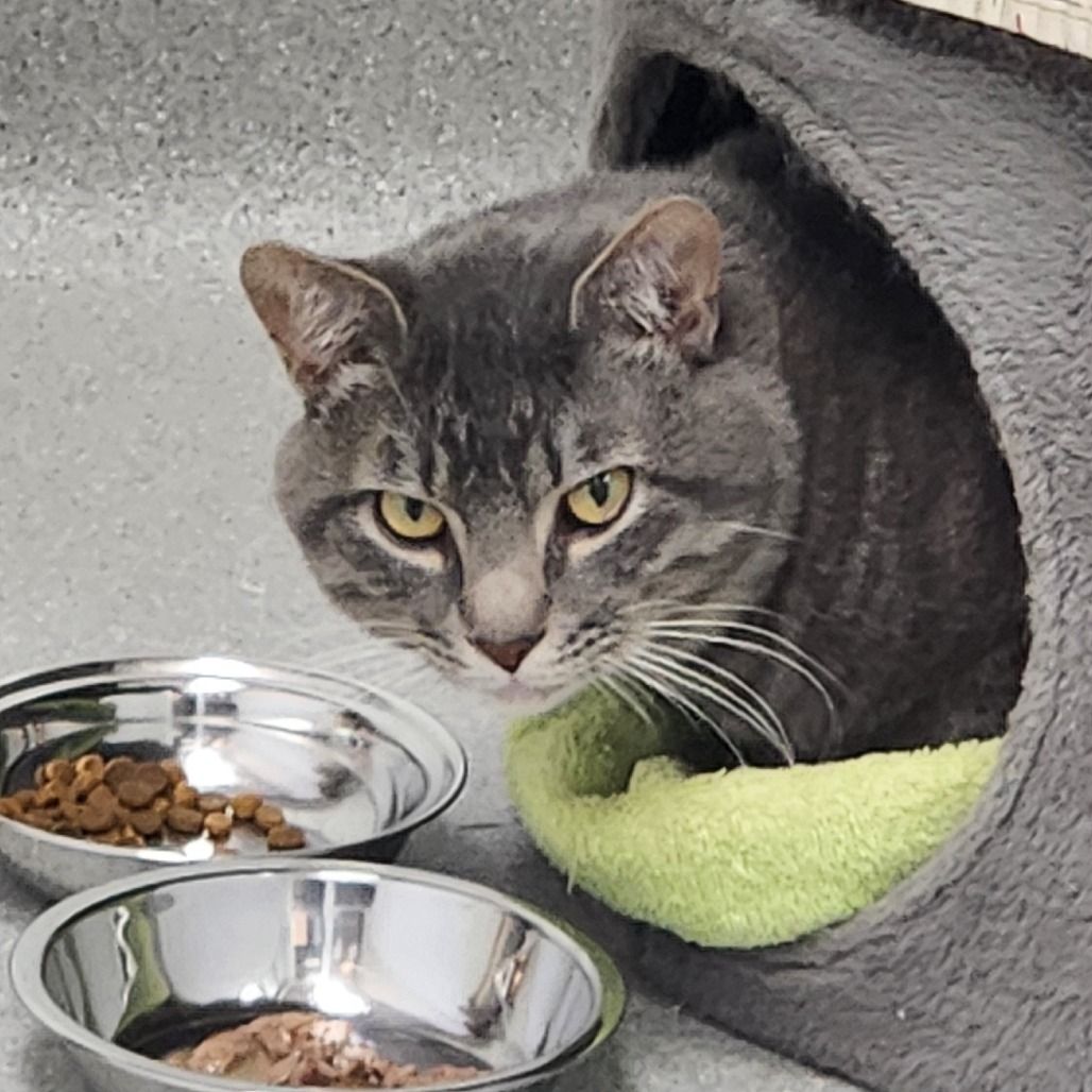 Hello my name is Tony Tiger