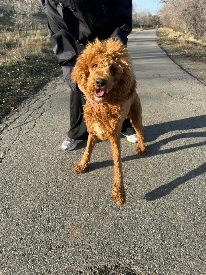 Found Dog Near 21st Street Pond in Ogden
