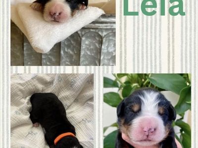 AKC Bernese Mountain Dog Puppy Ready Now