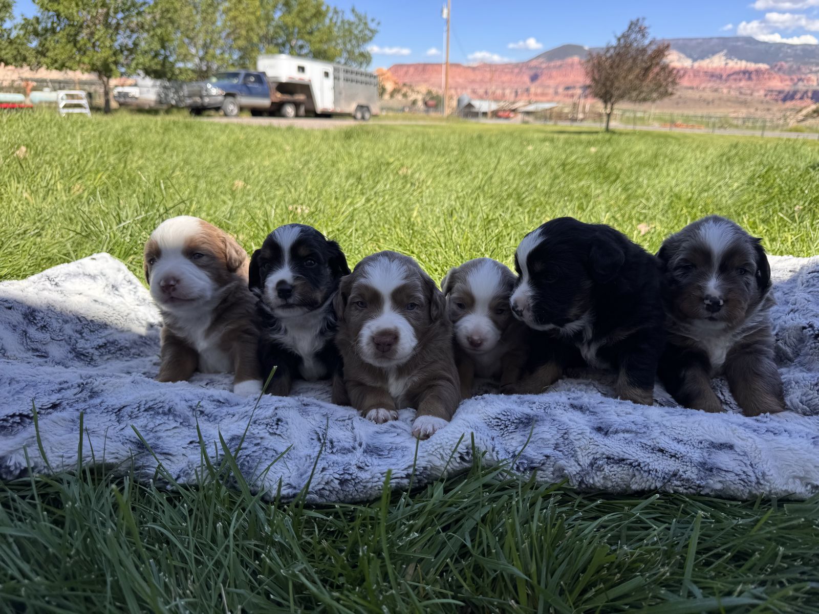 ASDR Mini Australian Shepherd (mini aussie!) 