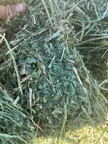 ALFALFA/ORCHARD GRASS HAY .TEXT 435-222-8276 for your orders.