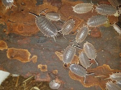 Giant Canyon Isopods - 3 for $1