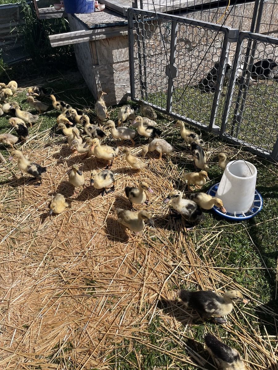 Ducklings, teen ducks Ancona, and Saxony