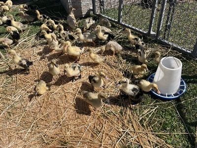 Ducklings, teen ducks Ancona, and Saxony