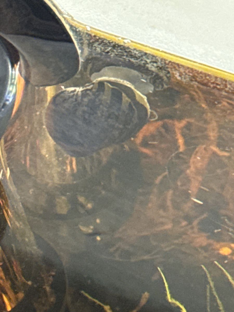 Nerite Snails