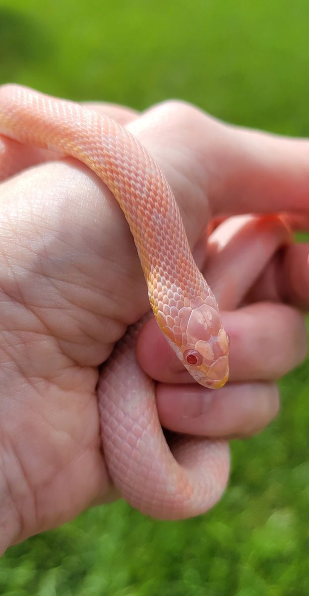 Beautiful Juvenile Female Corn Snake + Enclosure