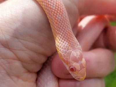Beautiful Juvenile Female Corn Snake + Enclosure