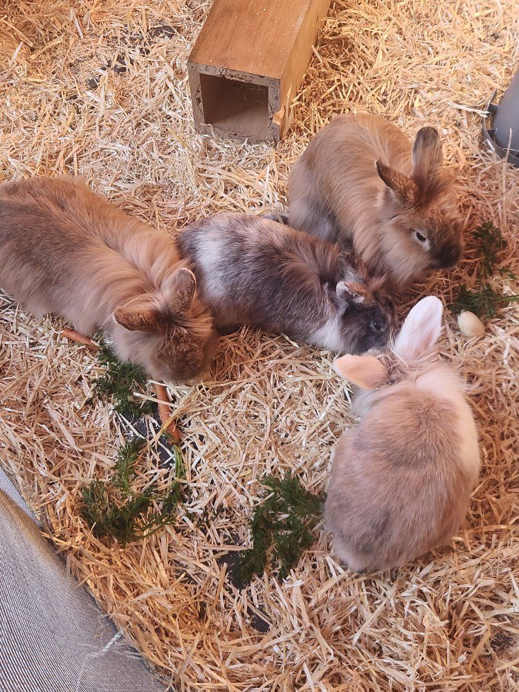 lion head bunnies