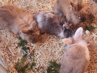 lion head bunnies
