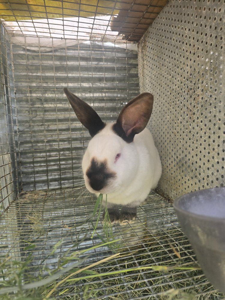 proven Californian buck  rabbit